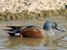 Australian Shoveler (WWT Slimbridge April 2013) - pic by Nigel Key